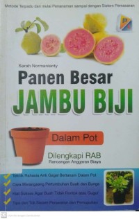 Panen BESAR JAMBU BIJI dalam POT